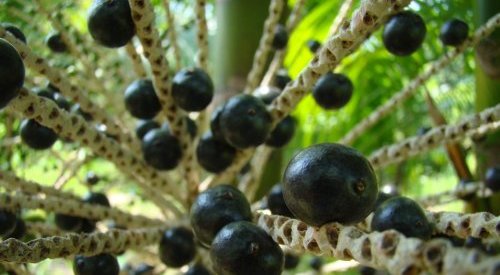 Acai berry craze: boon or threat for the Amazon rainforest in Brazil?