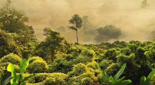 Voluntary deforestation carbon credits failing, study finds